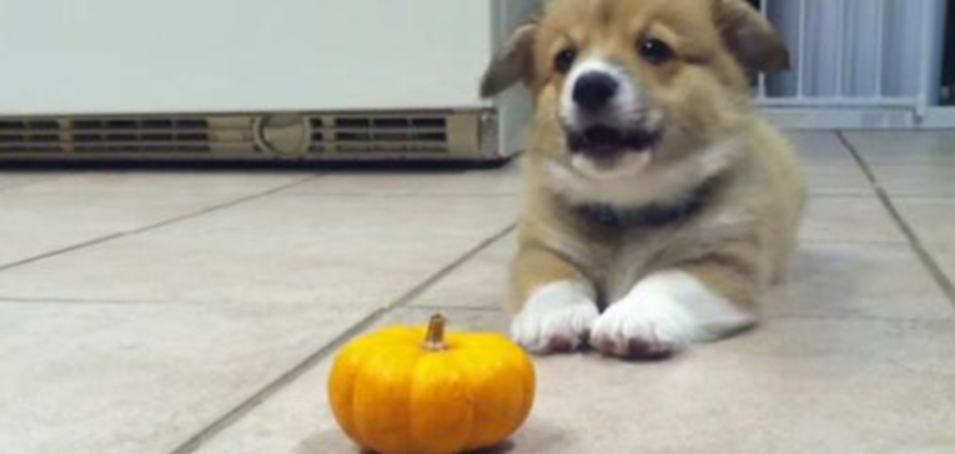 Неравный бой: как маленький щенок боролся с тыквой. Видеофакт