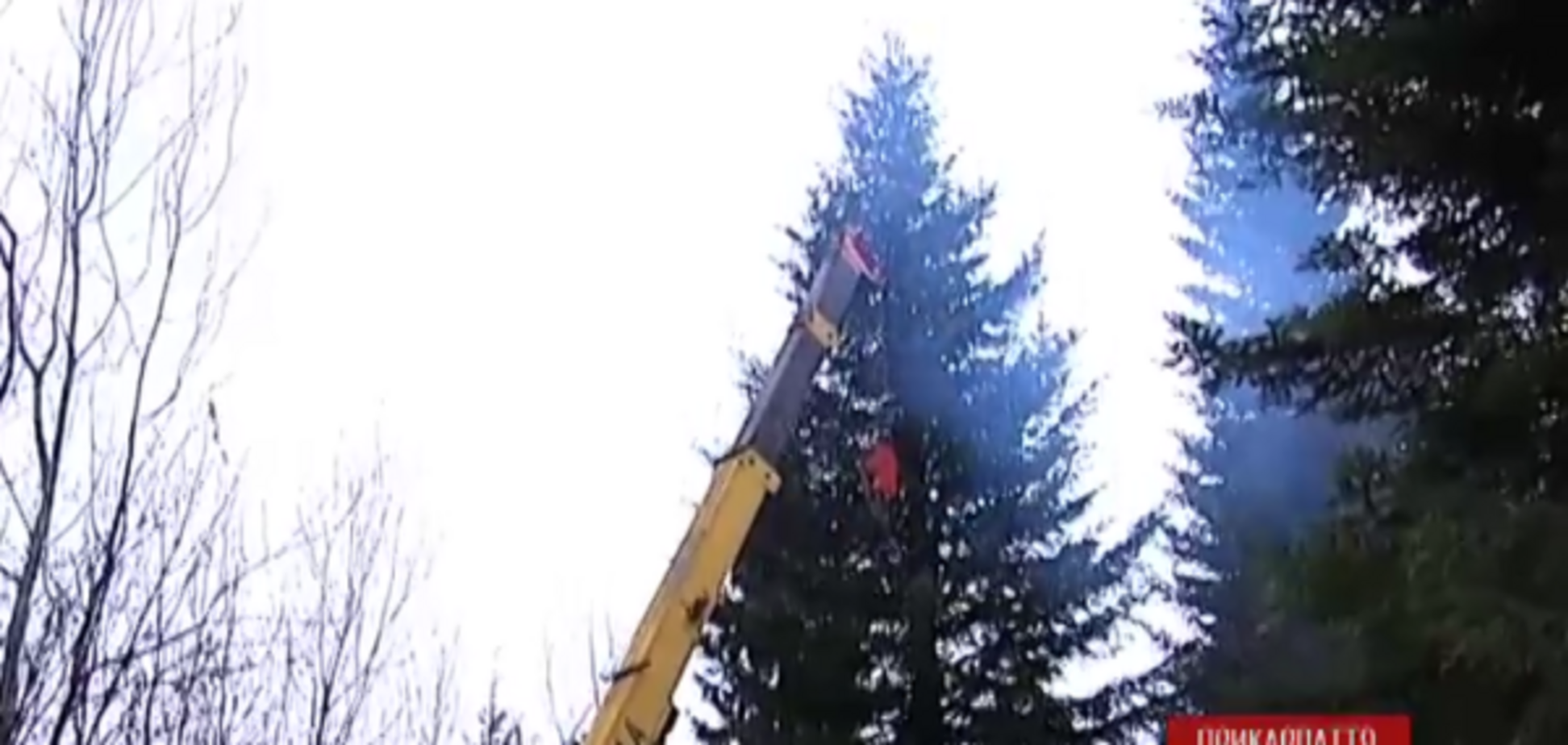 Какую главную елку привезут в Киев: опубликовано видео