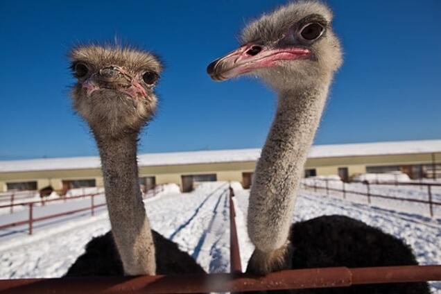 Премия Страуса: месть Путина, сон Медведева и подмышки Запада