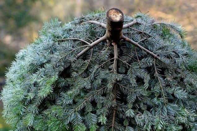 До Києва з пафосом доставили новорічну ялинку України