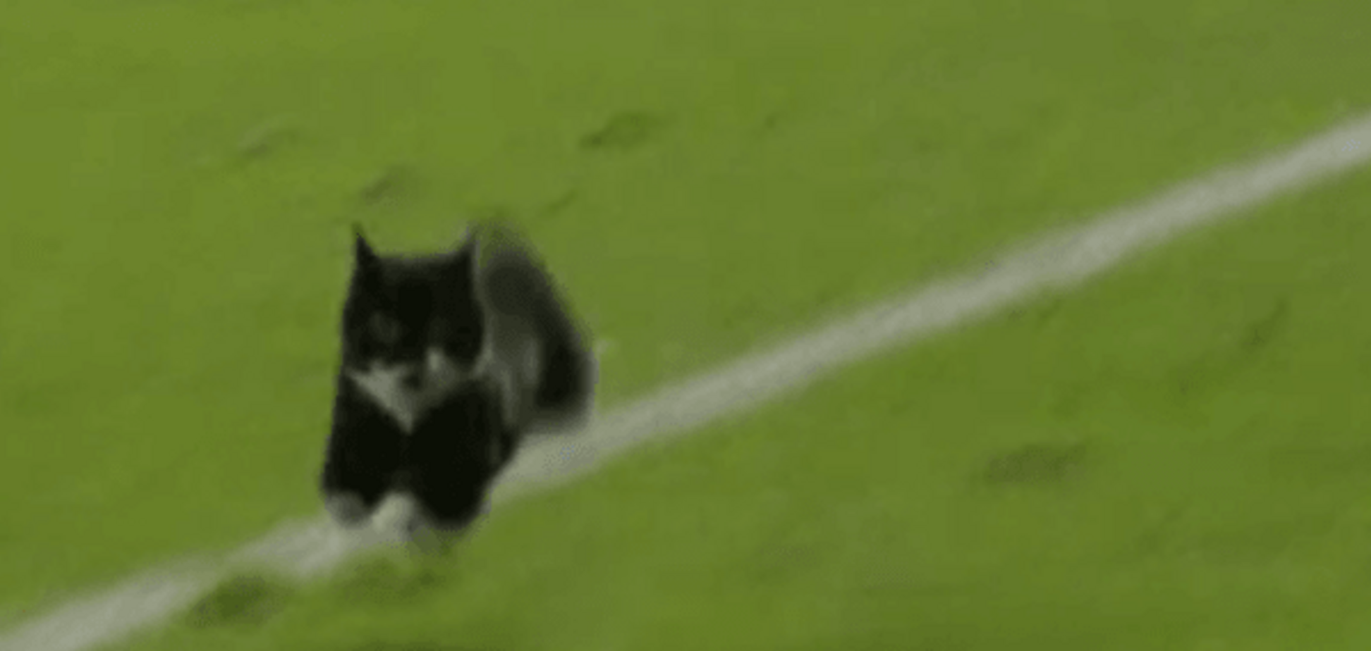 Кот-спринтер едва не сорвал футбольный матч в Голландии: курьезное видео