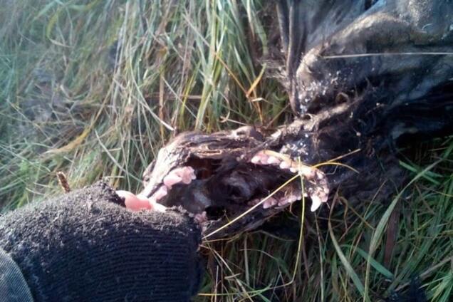 На Ивано-Франковщине нашли скелет чупакабры: шокирующие фото