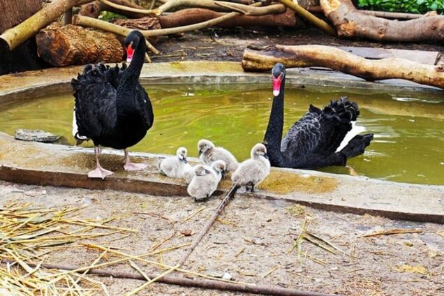 В киевском зоопарке родились 'гадкие утята': опубликованы фото
