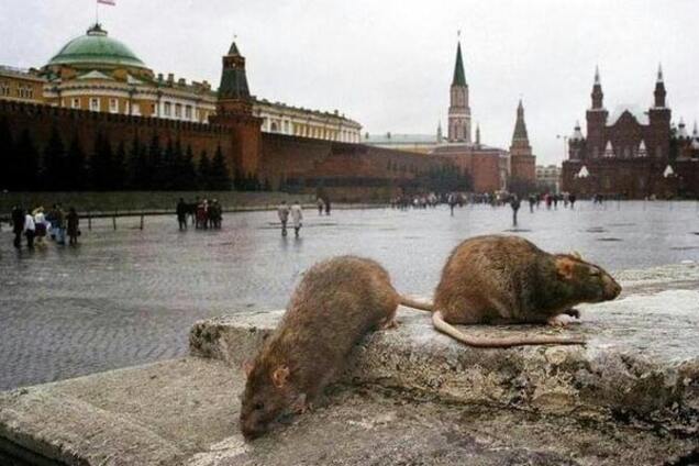 Российский журналист о Путине: время крысиного царствования подходит к концу