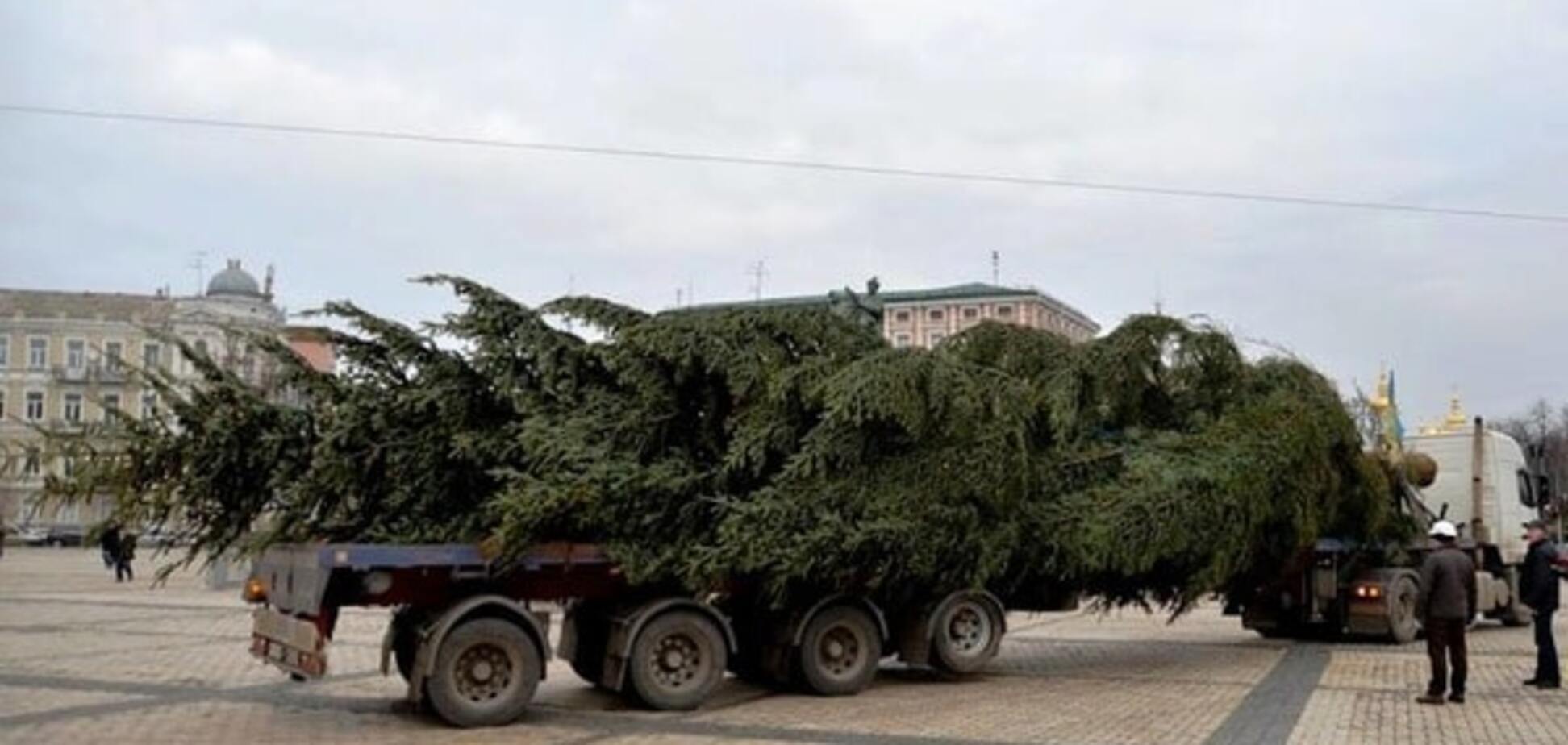 В Киеве главную елку украсят 'вкусными' игрушками