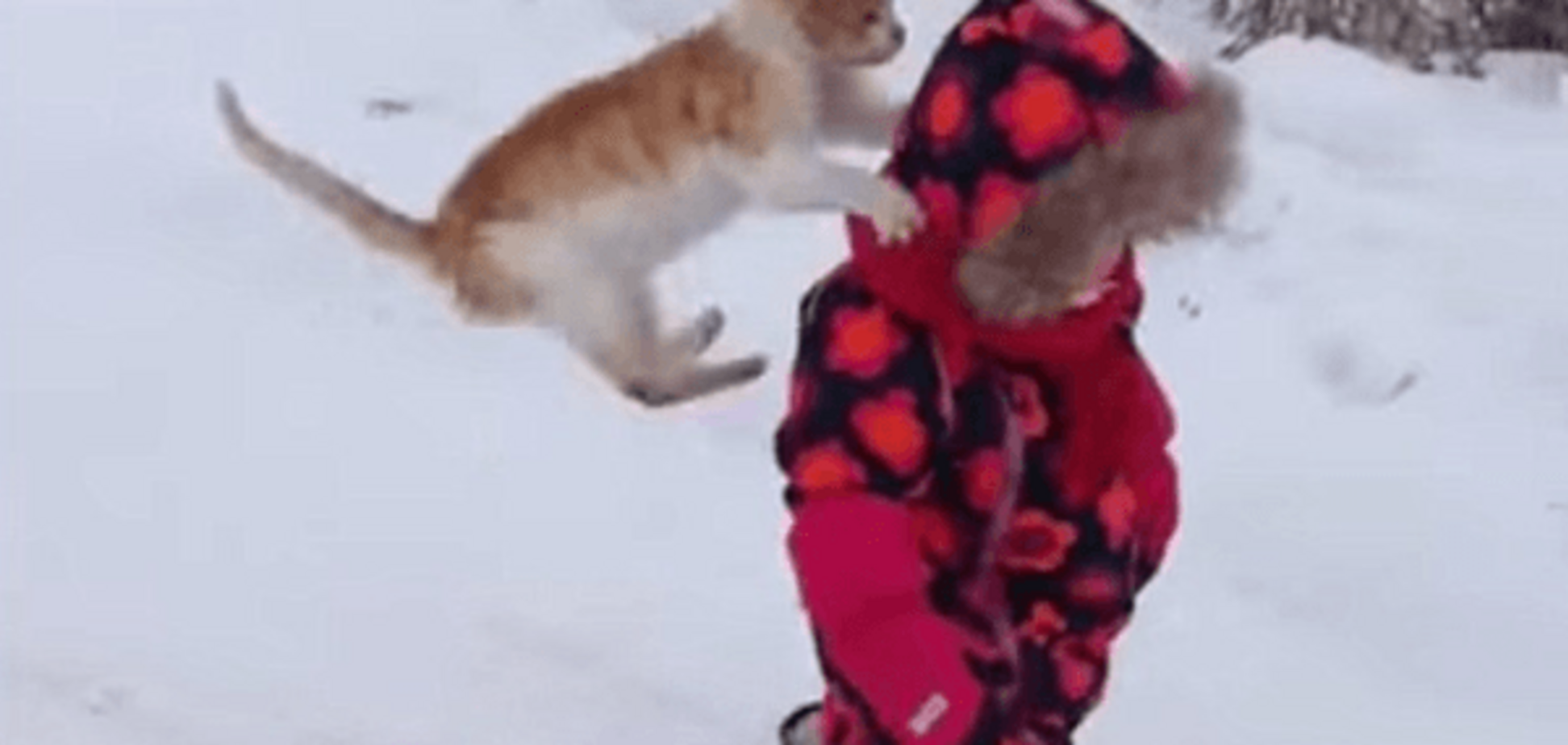Сеть покорило забавное видео с котом, который сбил с ног ребенка