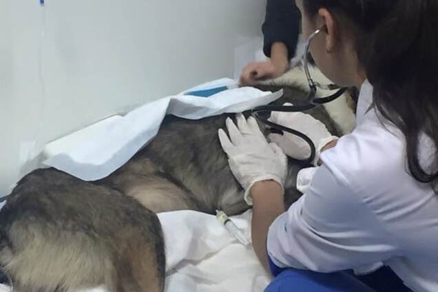 В Киеве поймали догхантера, который травил собак