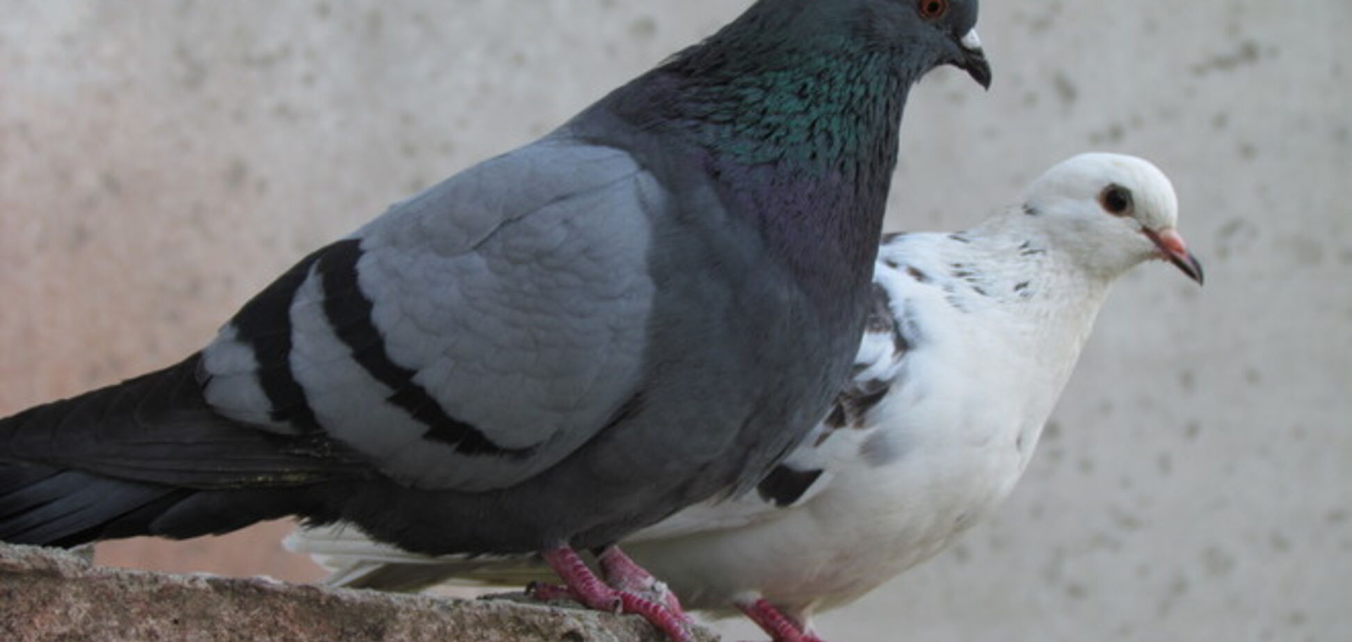 Ученые доказали, что мозг голубя работает также как и у человека