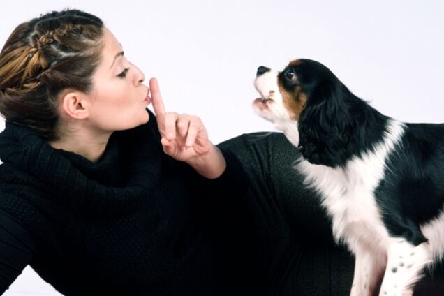 Суд Хорватии запретил собаке лаять по ночам