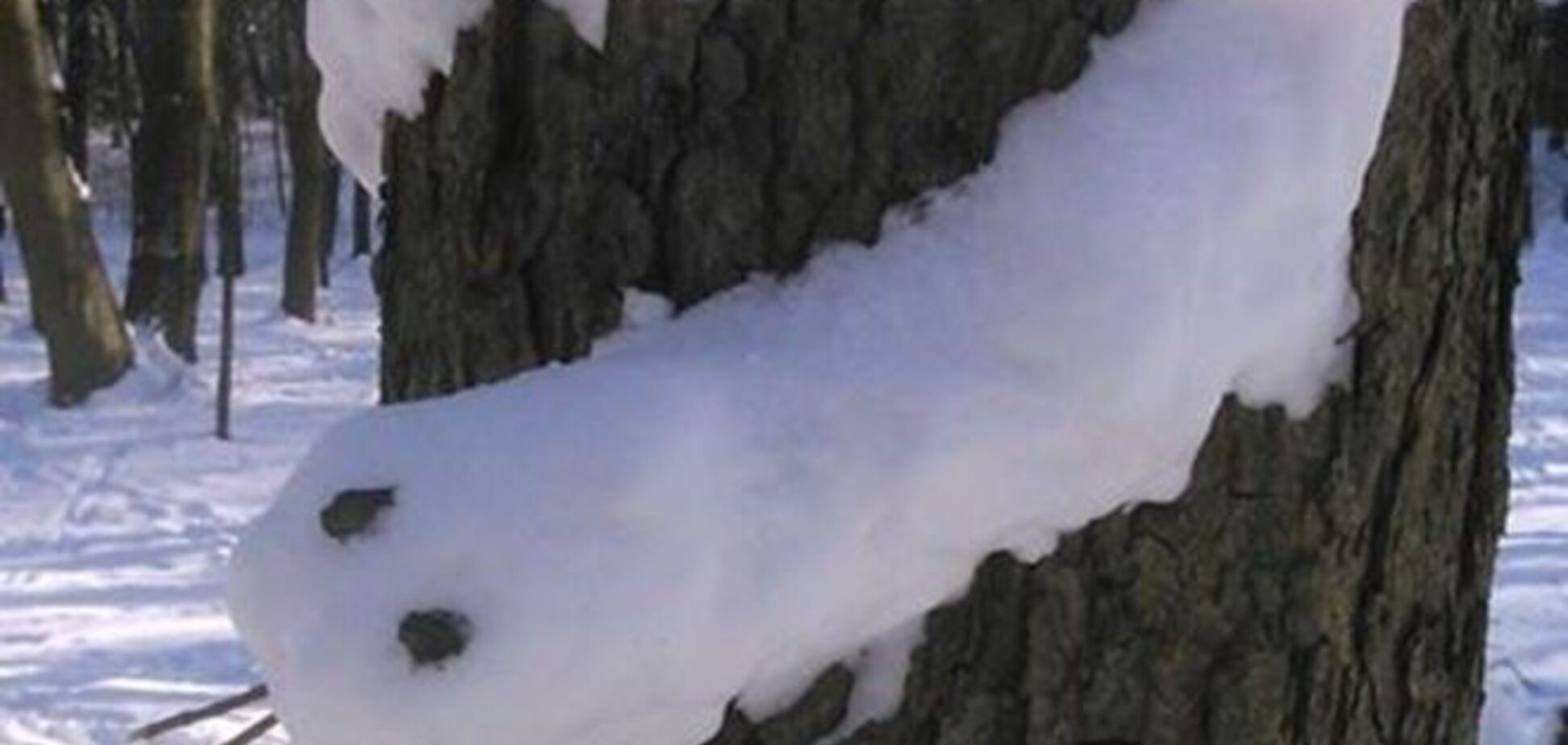 В киевском парке появилась 'снежная змея': фотофакт