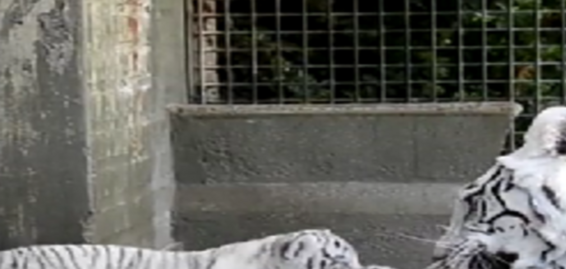 В Аргентине родились редкие белые тигры: опубликовано видео