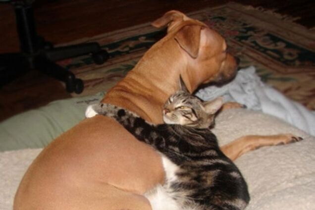20 котов, которые по уши втрескались в собак