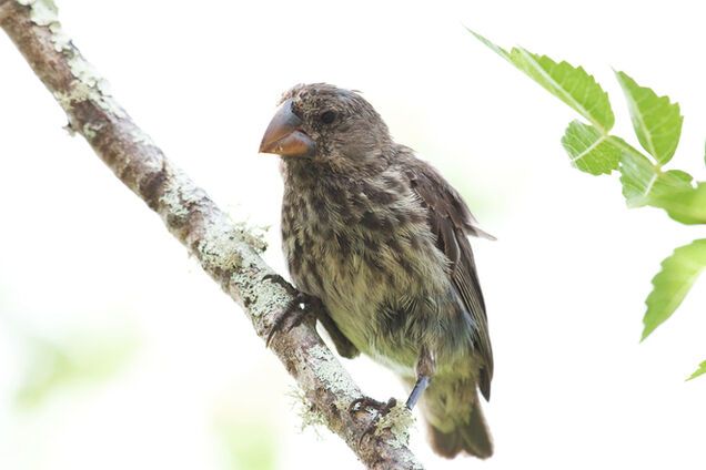 Вчені виявили три нових види співочих птахів