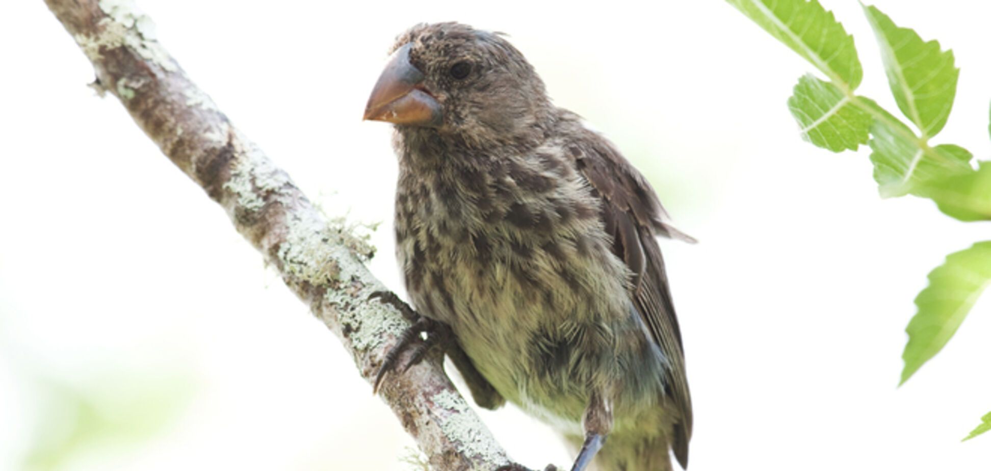 Ученые обнаружили три новых вида певчих птиц