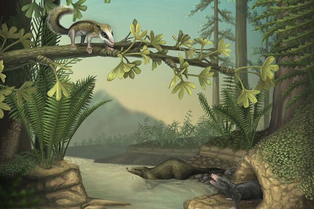 Палеонтологи раскопали доисторических белку и крота: 'короткопальца' и 'ловкого ползуна'