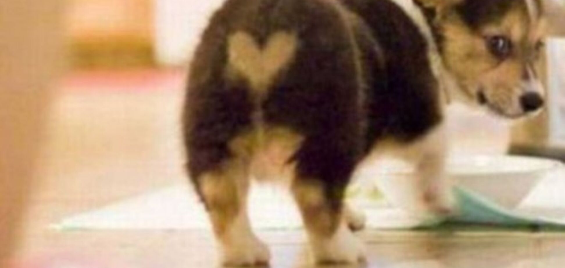 10 милых собак с сердечками на шерсти, напоминают, что скоро 14 февраля