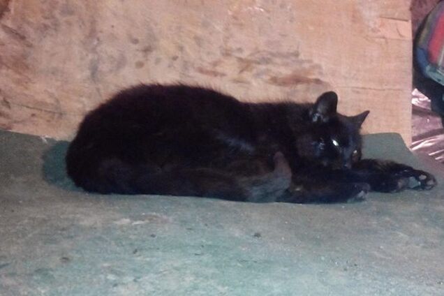 Как 'хунта' заставила Сепарку сотрудничать