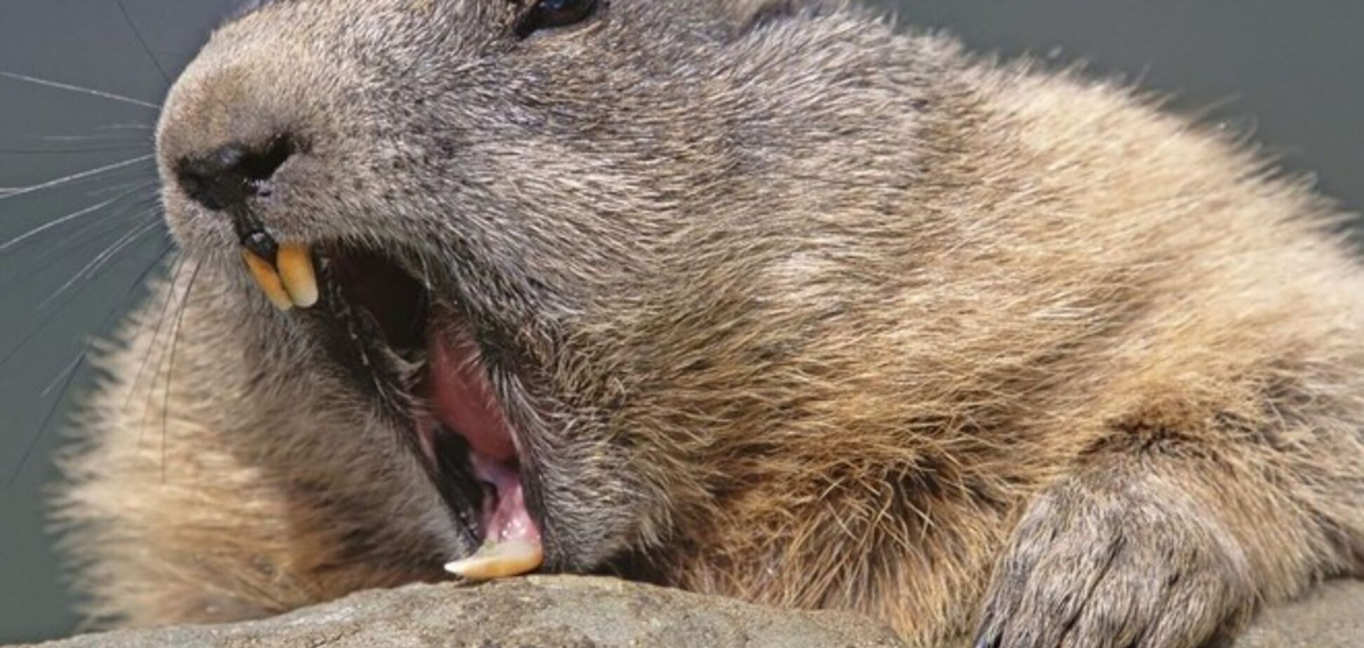 Биологи заверили, что крепкие зубы бобров спасут людей от кариеса