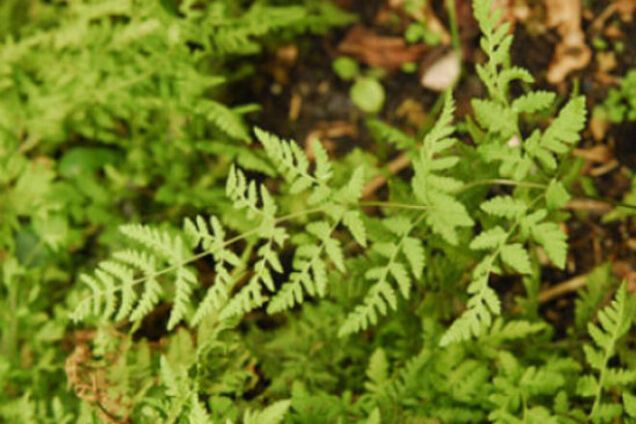 Ученых поразил возродившийся спустя 60 млн лет папоротник