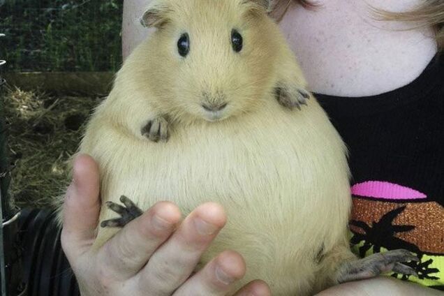 Забавные животные, чья беременность превратила их в неваляшек