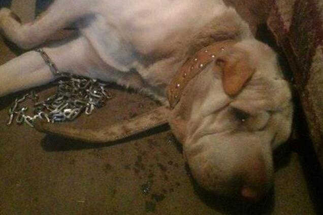 Киевляне через соцсети разыскивают хозяев шарпея: сбитая автомобилем собака очень скучает