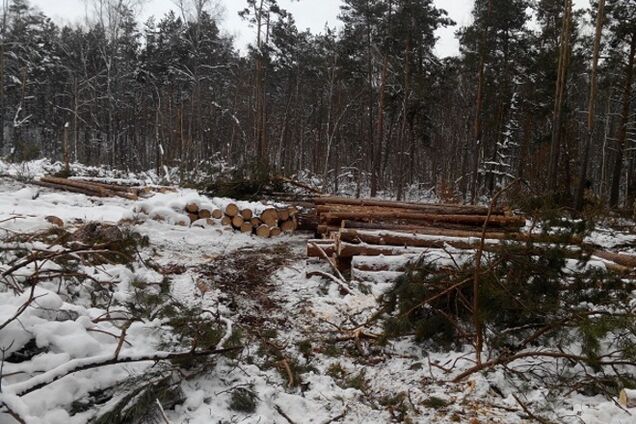 Киевляне обеспокоены массовой вырубкой леса в Быковне: фотофакт