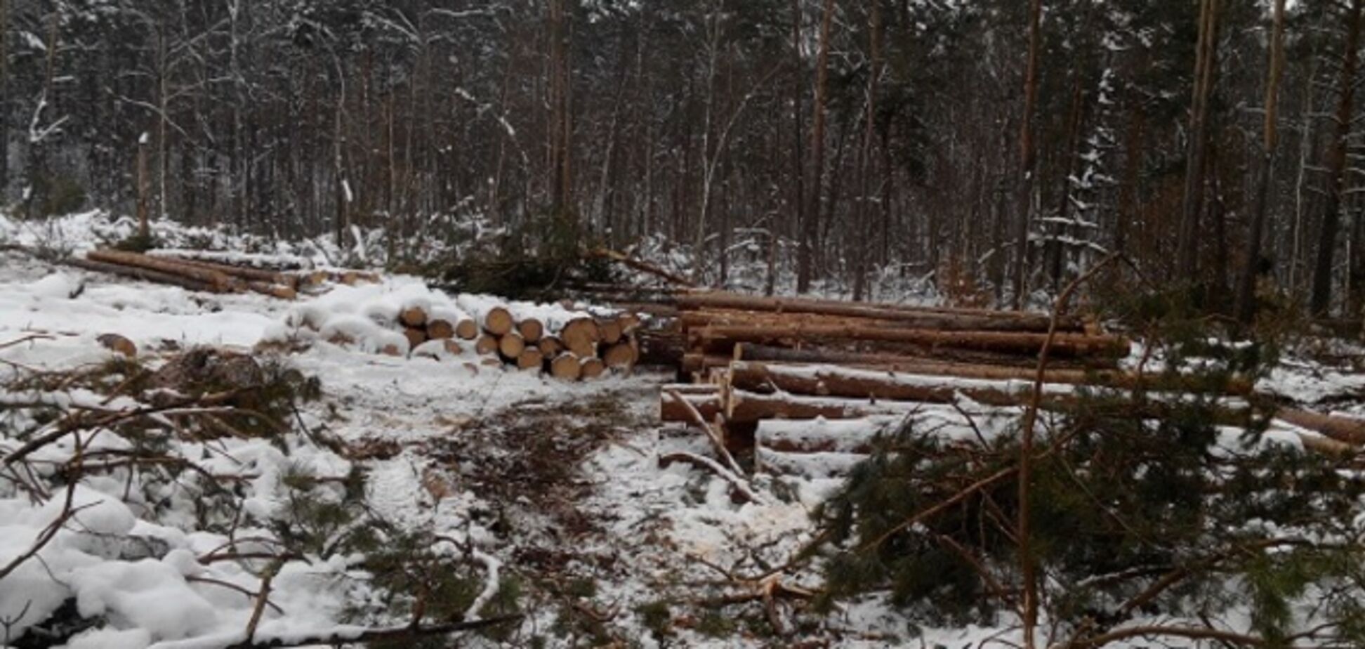 Киевляне обеспокоены массовой вырубкой леса в Быковне: фотофакт