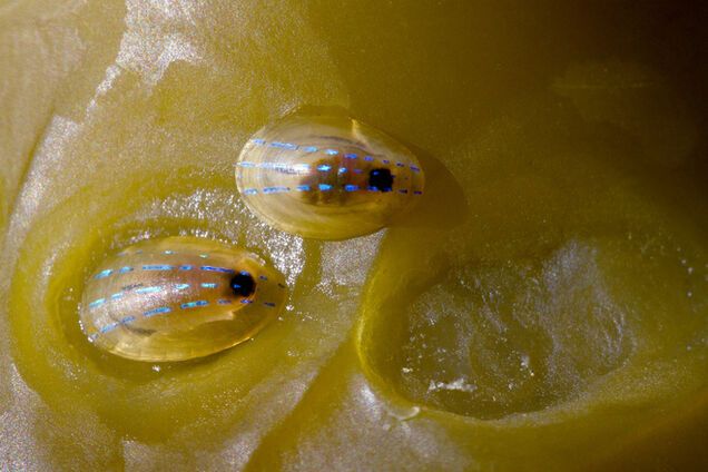 Ученые нашли самый прочный биоматериал на Земле