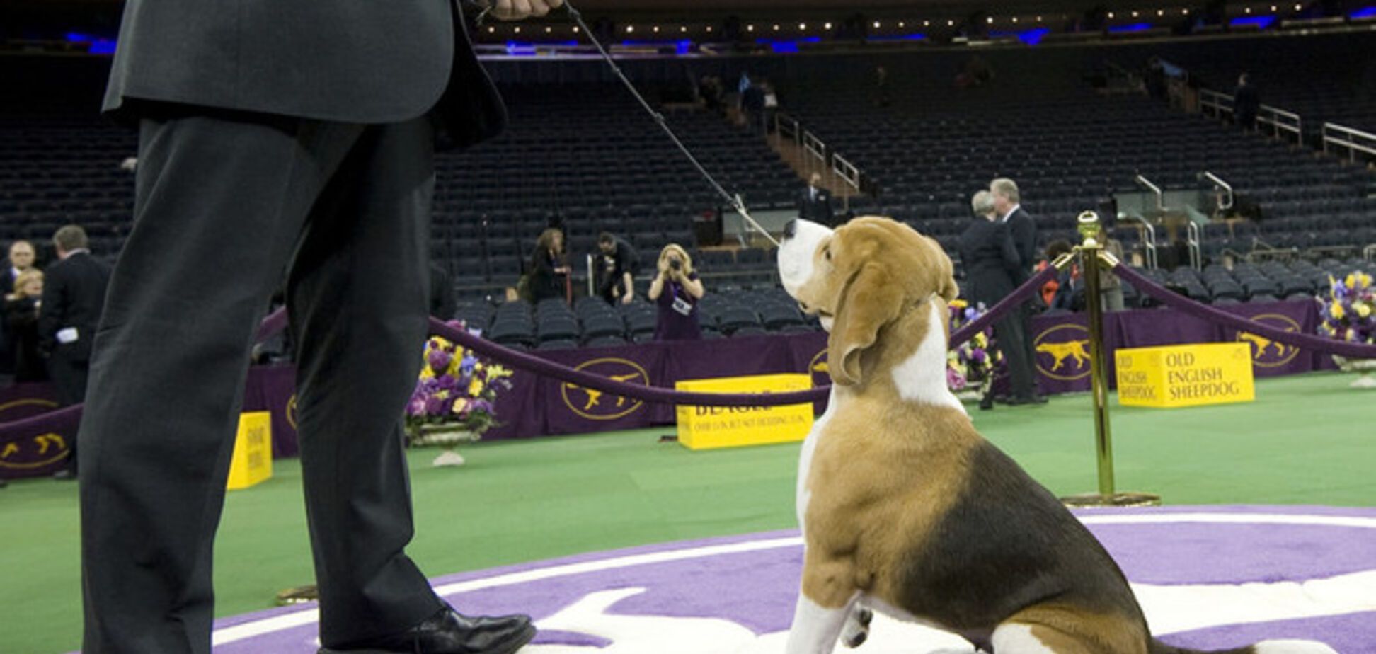 Кращі собаки світу. У США пройшло престижне дог-шоу: фоторепортаж