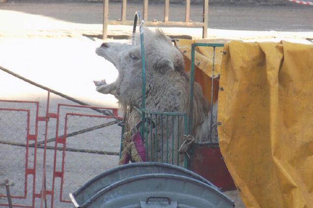 В Николаеве в передвижном цирке издеваются над животными