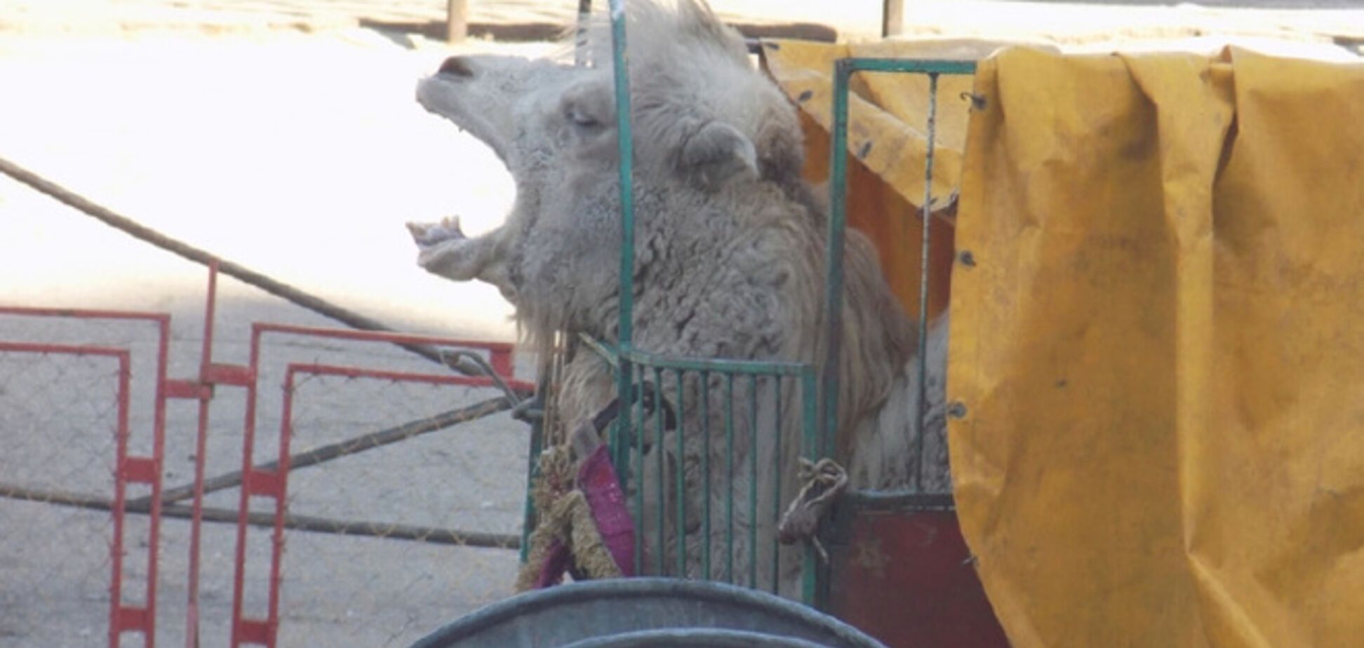 В Николаеве в передвижном цирке издеваются над животными