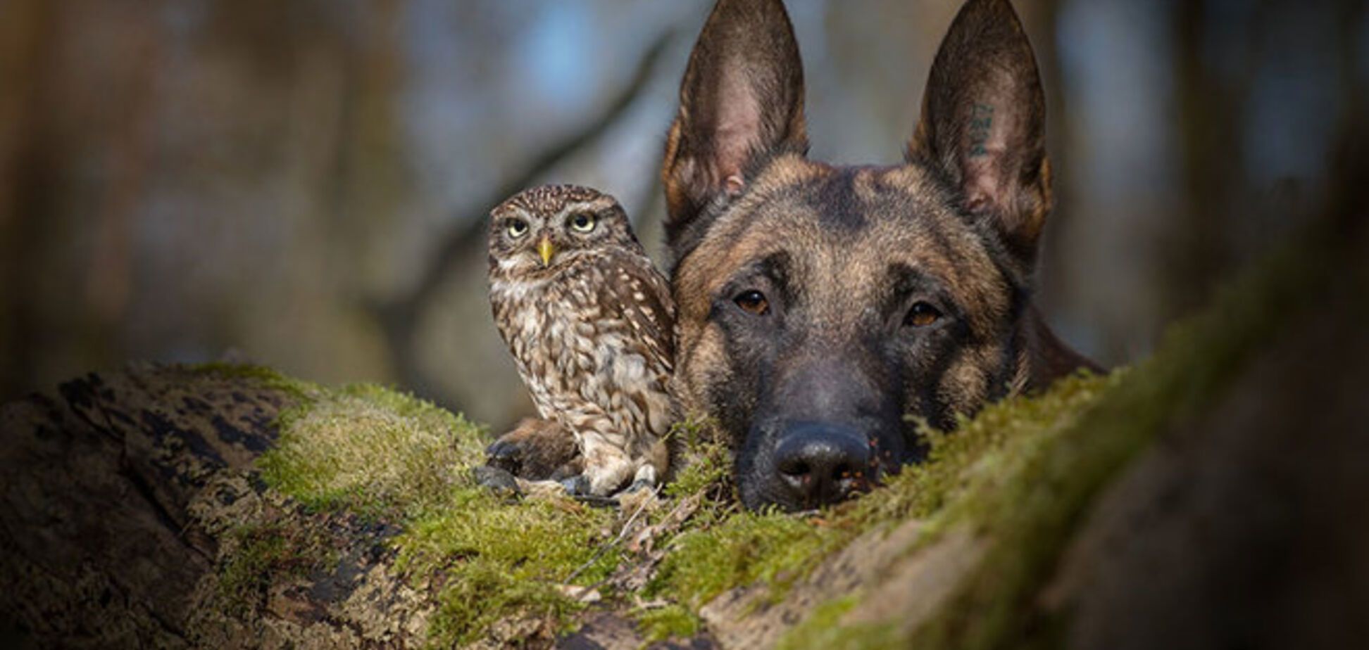 Чудесная фотоистория дружбы овчарки и совенка
