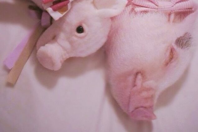 Новый тренд в Инстаграм: отгадайте, где игрушка, а где живой питомец