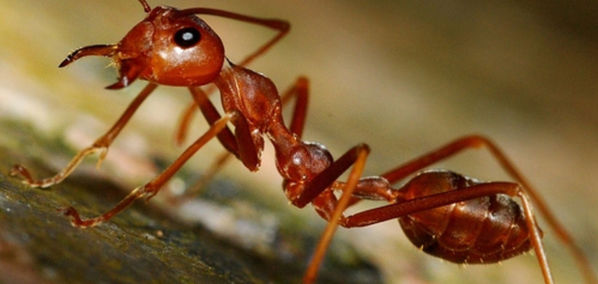 Биологи впервые обнаружили 'продвинутые' муравьиные туалеты