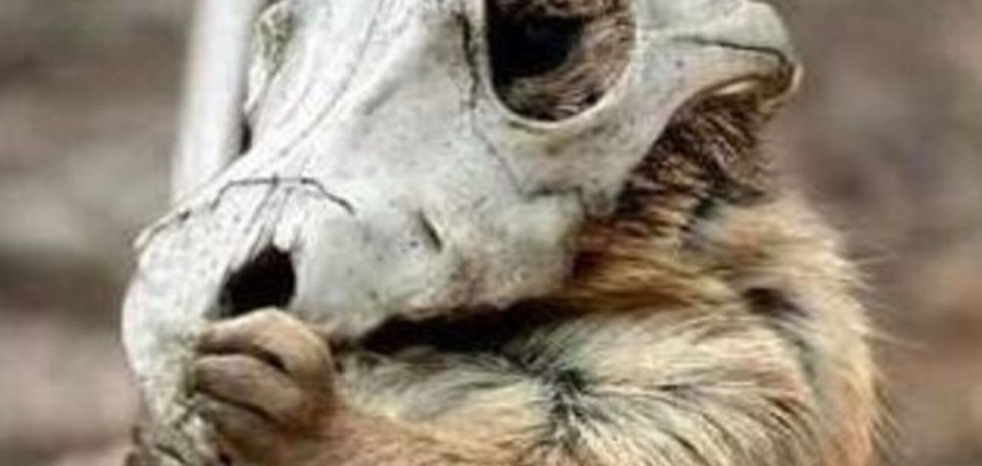 Смешные животные не оставят вас равнодушными