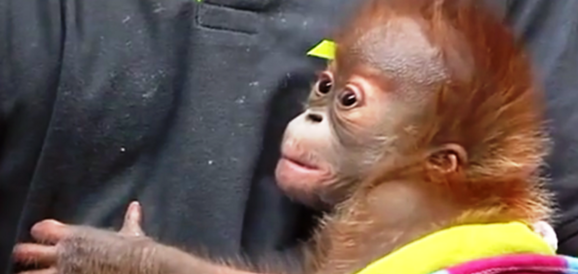 Счастливый переезд. В Берлине устроили проводы детёныша орангутана: видеофакт