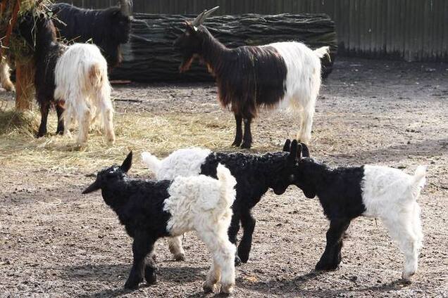 В киевском зоопарке родились двухцветные козлята: опубликованы фото