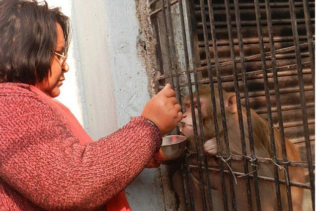 Состоятельная индийская семья завещала все состояние любимой обезьяне