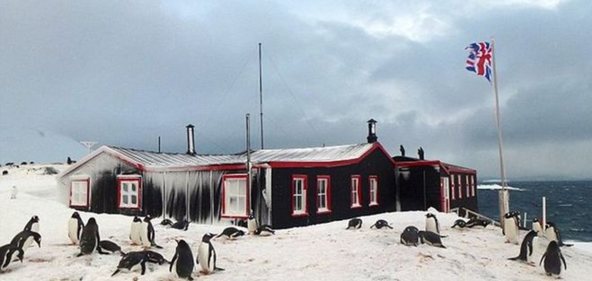 'Готов терпеть 'аромат' тысяч пингвинов?' Вакансия в Антарктиде вызвала ажиотаж