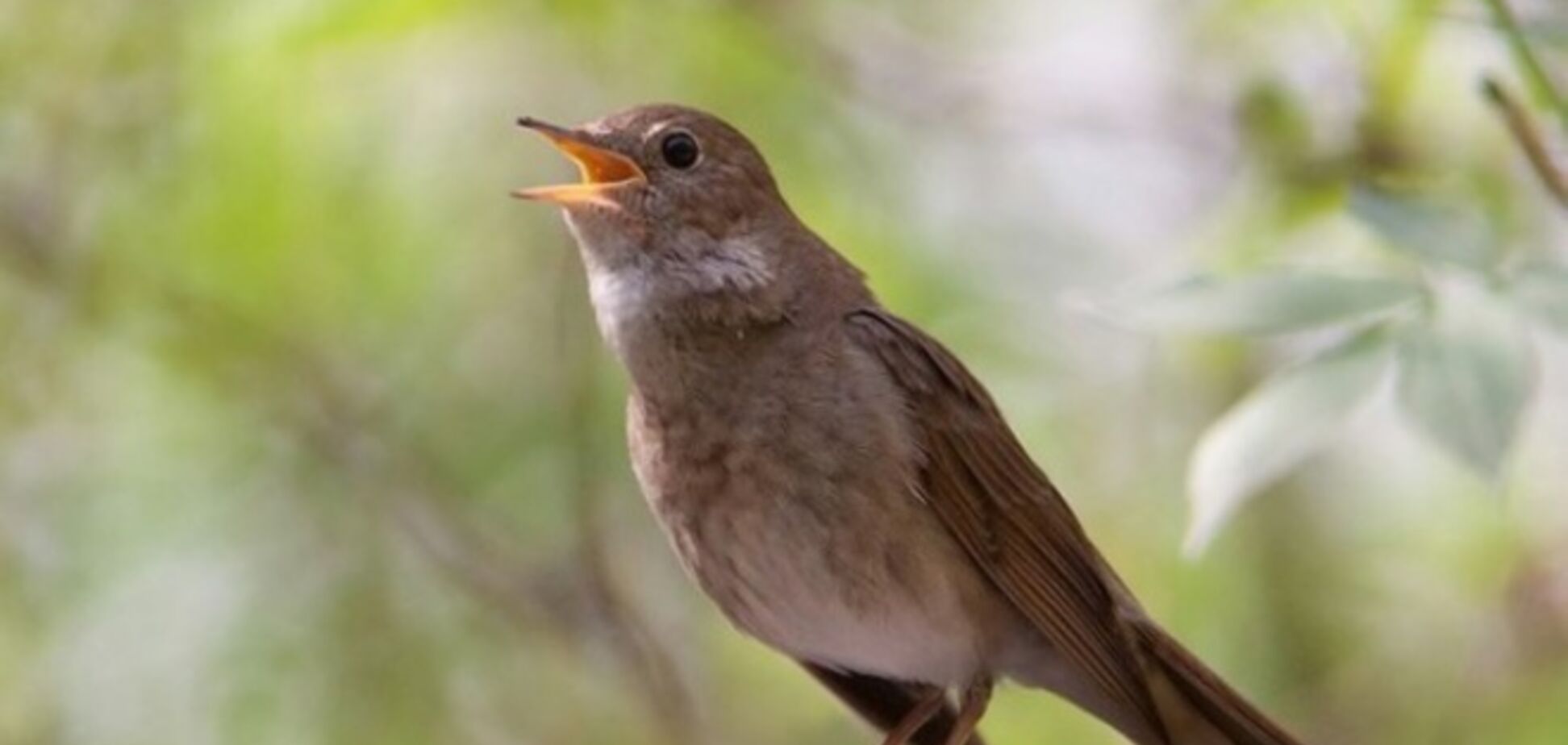 Пение птиц может вылечить от недугов