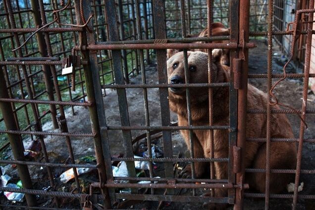 Брижит Бардо готова вывезти из России медведей-алкоголиков