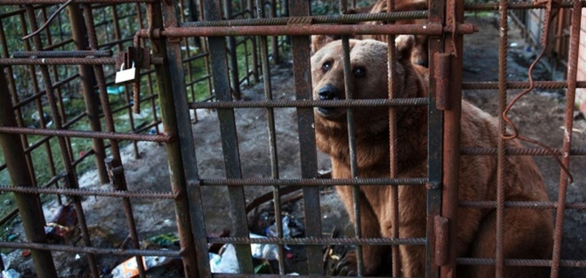 Брижит Бардо готова вывезти из России медведей-алкоголиков