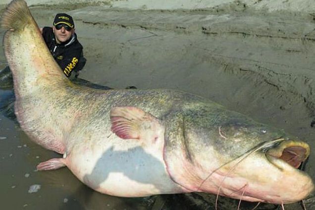 В Италии поймали гигантского сома весом 127 кг: опубликованы фото