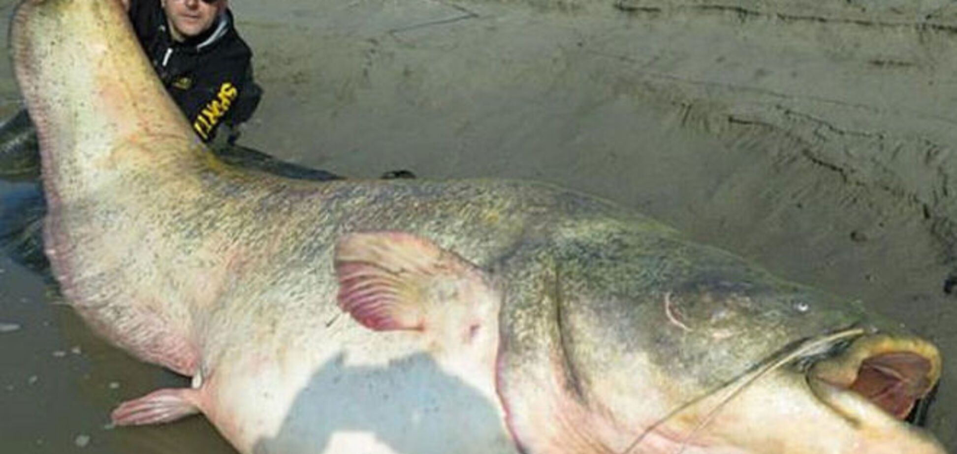 В Италии поймали гигантского сома весом 127 кг: опубликованы фото