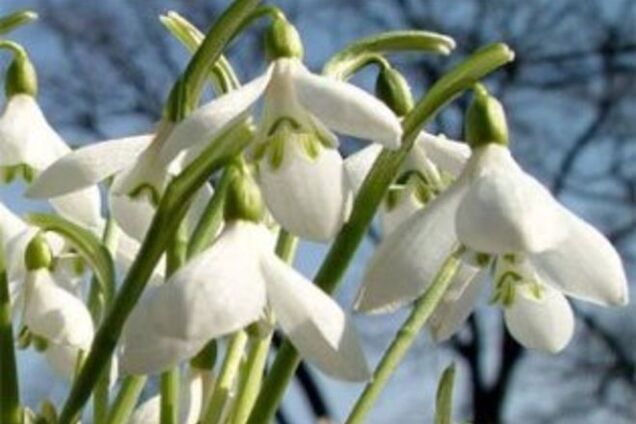 В Киеве будут штрафовать за продажу подснежников и черемши