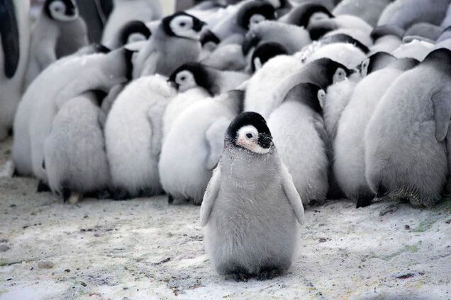 Это интересно. Как при холодах греются пингвины