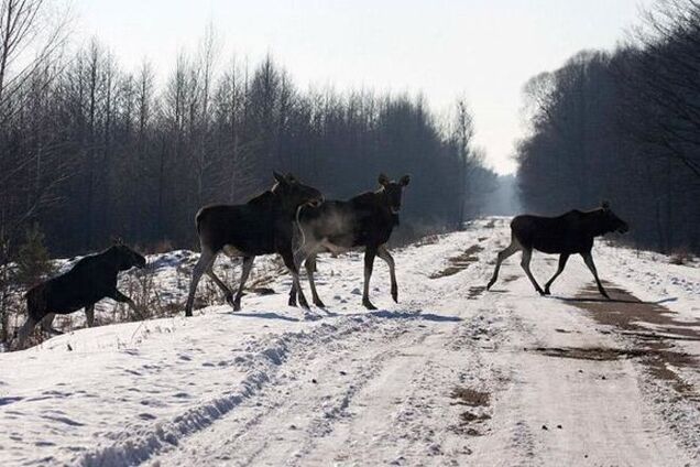 В Чернобыле нужно определить 'пожизненную зону' и создать биосферный заповедник - Томенко
