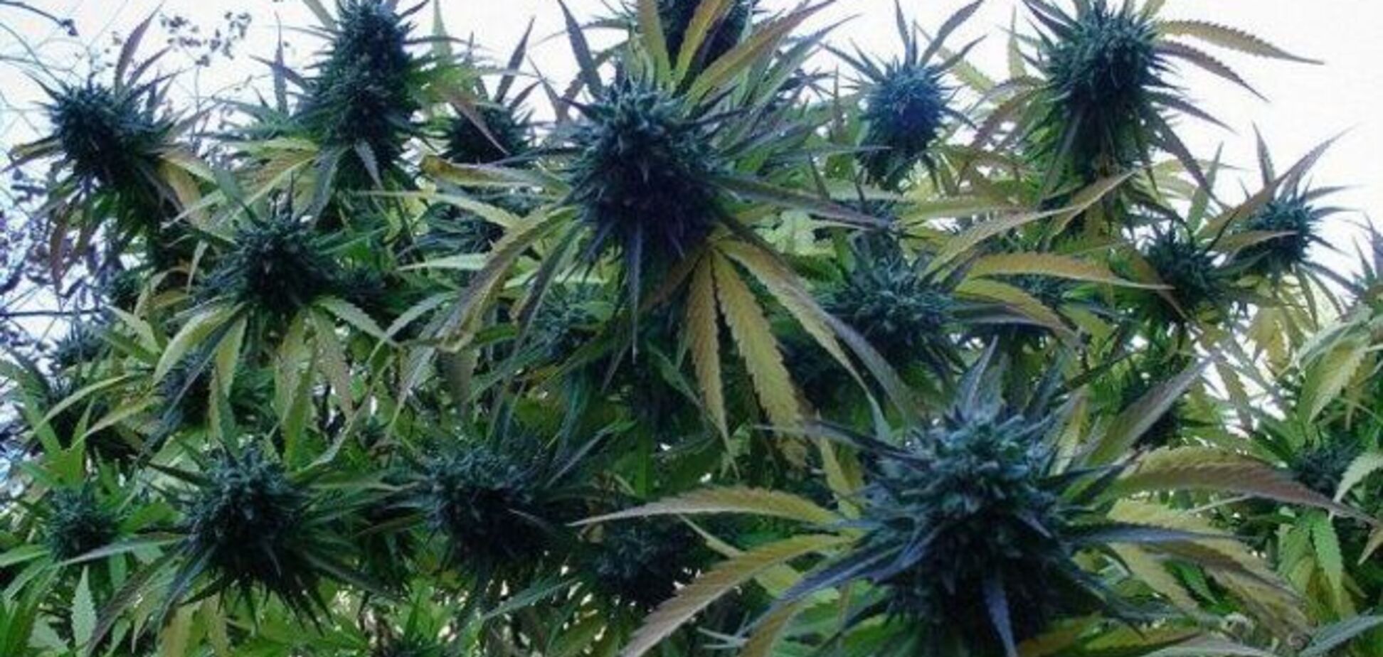 В Вашингтоне разрешили выращивать и хранить марихуану