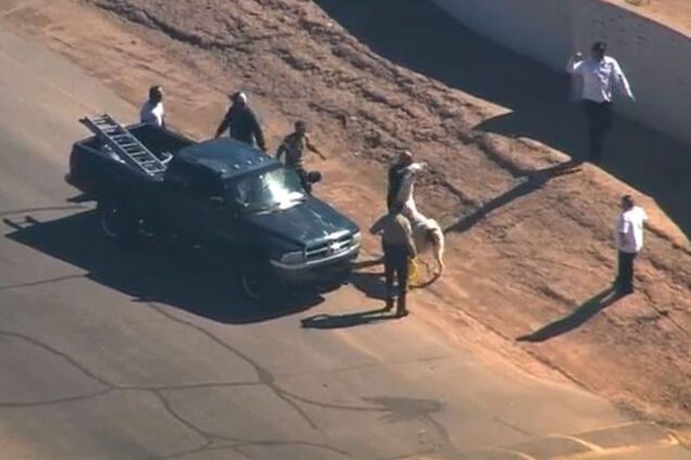 Полицейское 'сафари'. В Аризоне офицеры час гонялись за двумя ламами: фото- и видеофакт