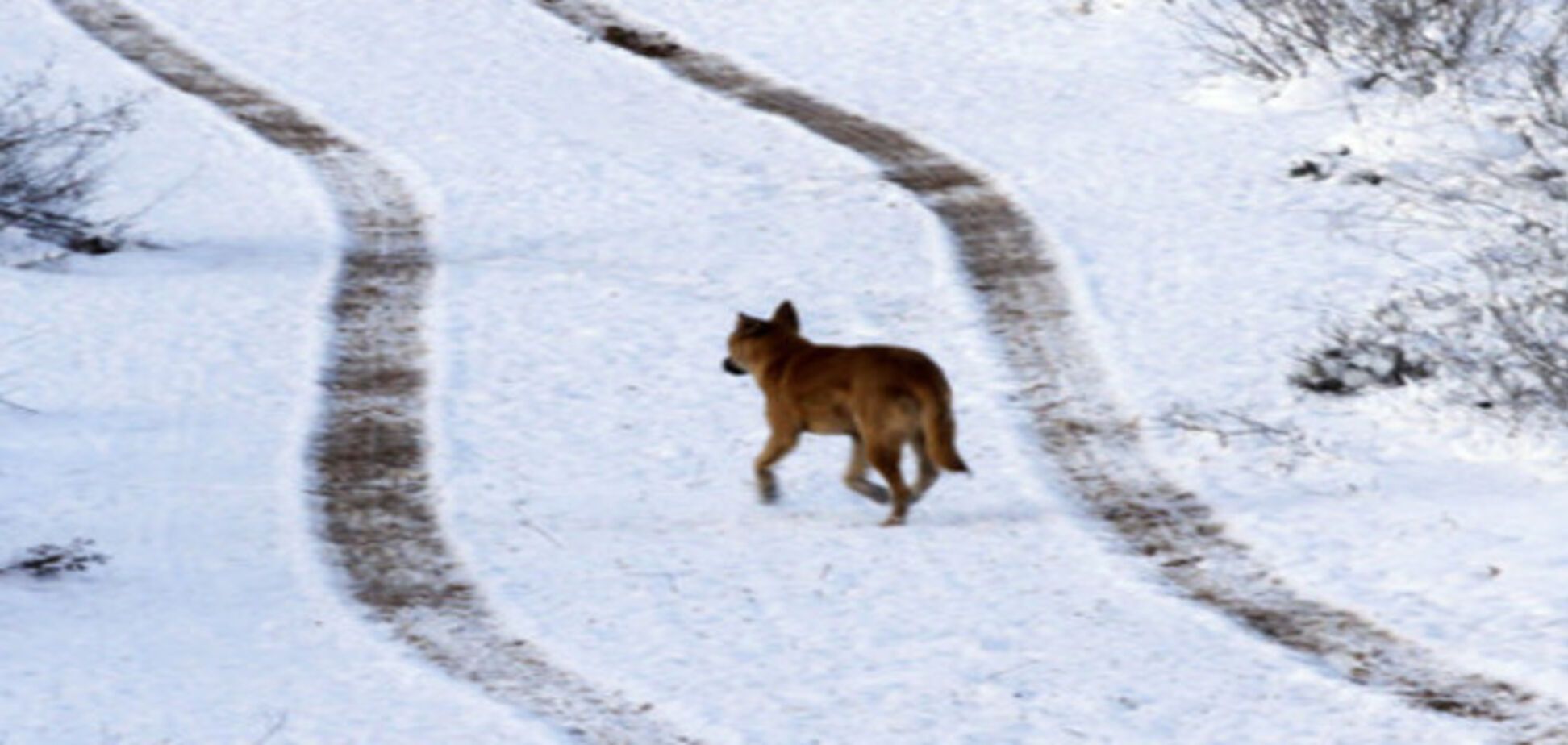 Выбросить собаку - все равно что выбросить ребенка